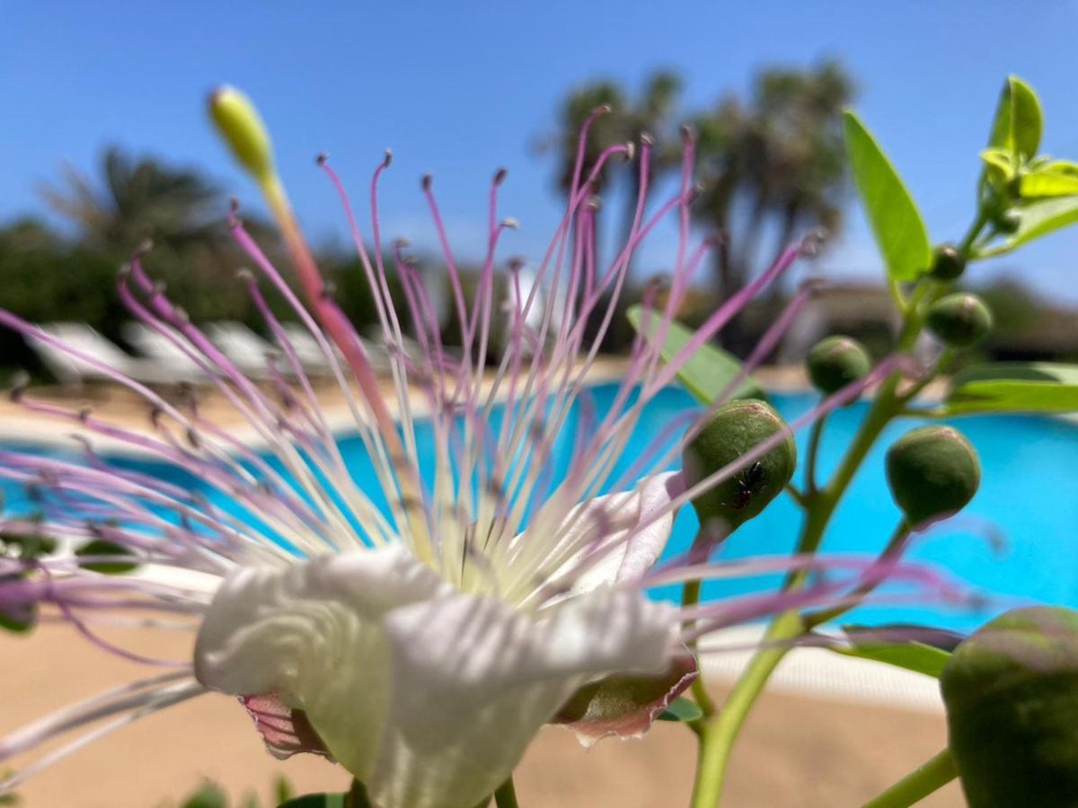 Le Lanterne Resort Παντελλερία Εξωτερικό φωτογραφία